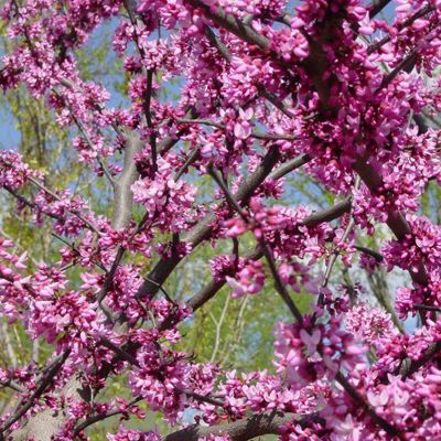 Close up of bloomed redbud flowers.