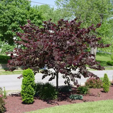 Redbud tree landscape image.