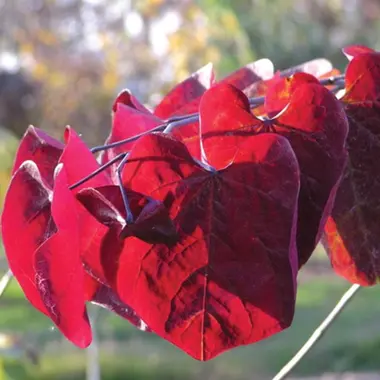 Redbud leaves turning red.