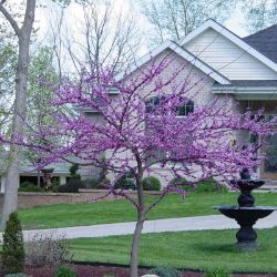 Photo of Forest Pansy Redbud Tree