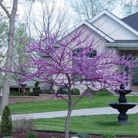 Photo of Forest Pansy Redbud Tree