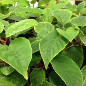 Kiwi pollinator plant growing with full green leaves.