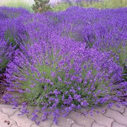 Lavender plant in full bloom.