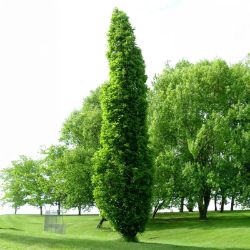 Photo of Kindred Spirit® Hybrid Oak Tree