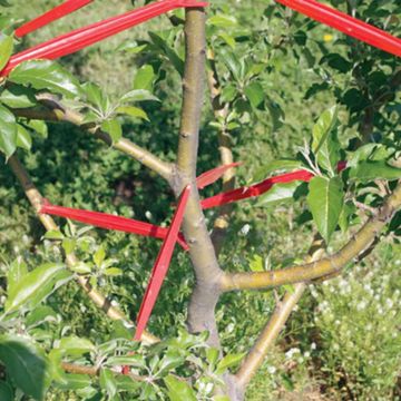 Limb spreaders placed in tree.