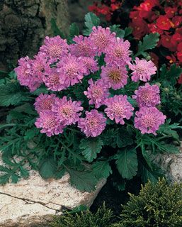 Photo of Pink Mist Pincushion Flower Plant