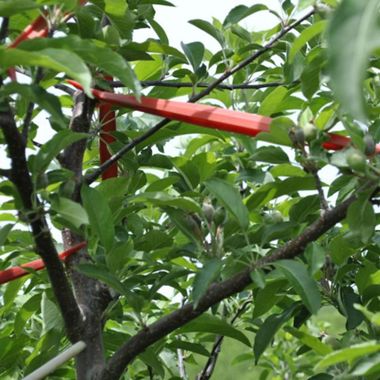 Limb spreaders placed in tree.