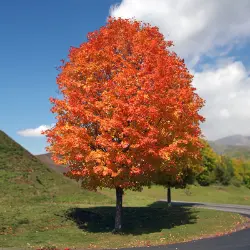 Maple tree with fall color