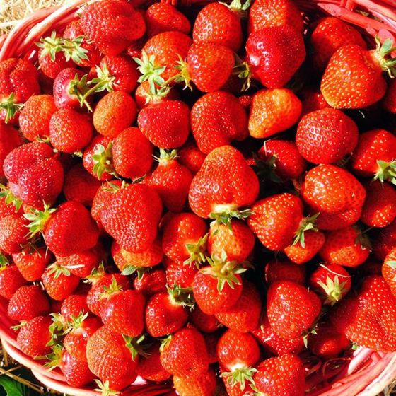 Basket of fresh strawberries