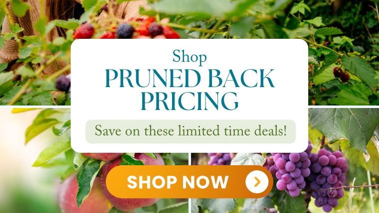 Shop Pruned Back Pricing!
