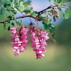 Locust flowers blooming.