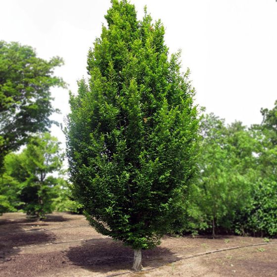 Fully grown Hornbeam tree.