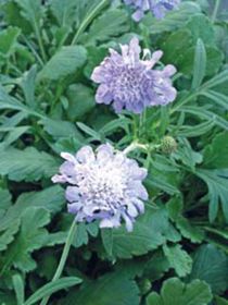 Photo of Butterfly Blue Pincushion Flower Plant