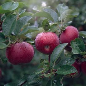 Ripe apples on the tree.