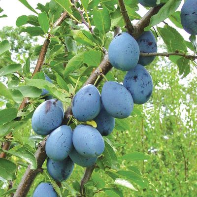 Ripe plums on the tree.