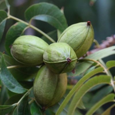 Pecan tree closeup on pecans growing.