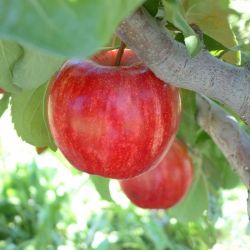 Ripe gala apples on the tree.