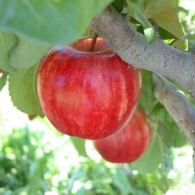 Ripe gala apples on the tree.