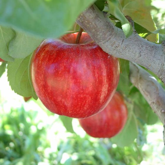 Photo of Starkrimson® Gala Apple Tree