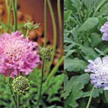 Photo of Scabiosa Garden