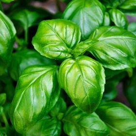 Close up of basil plant