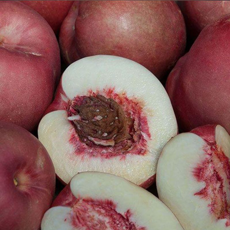 Spice Zee NectaPlum Stark Bros spice-zee-nectaplum-stark-bros