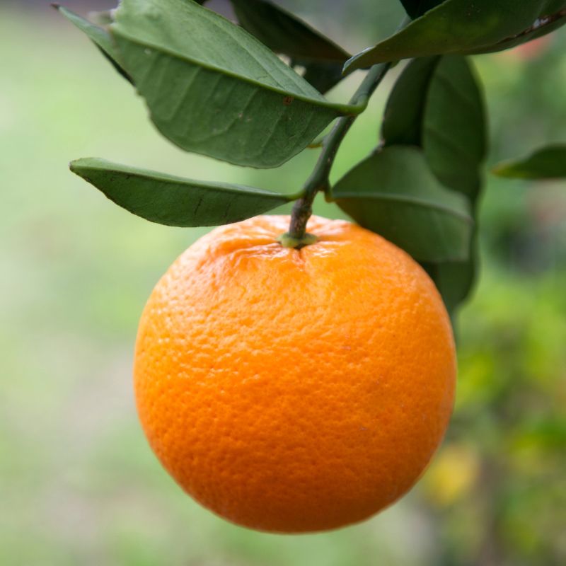 Washington Navel Orange Tree Stark Bro’s