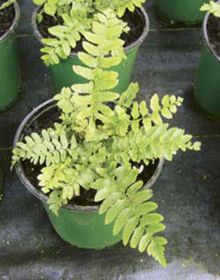 Photo of Christmas Fern Plant