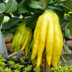 Yellow plant with fingers