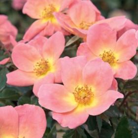 Pink and yellow rose close up