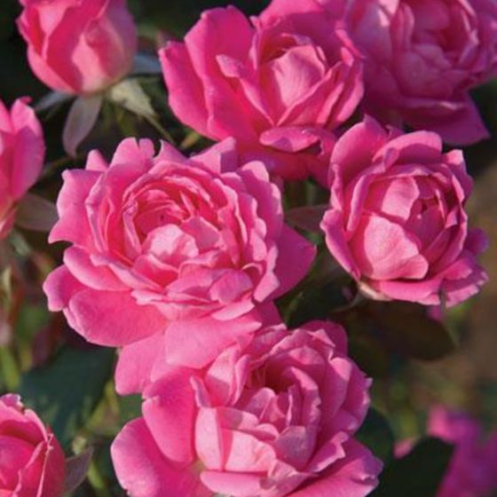 close up of pink roses