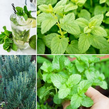 Collection of herbs for cocktails