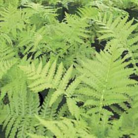 Photo of Ostrich Fern Plant