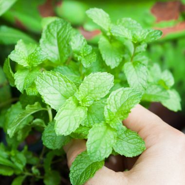 Hand picking spearmint plant