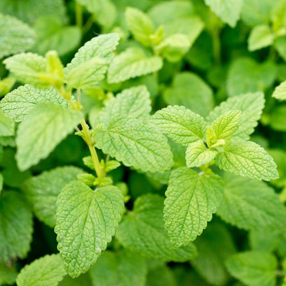 Close up of lemon balm plant