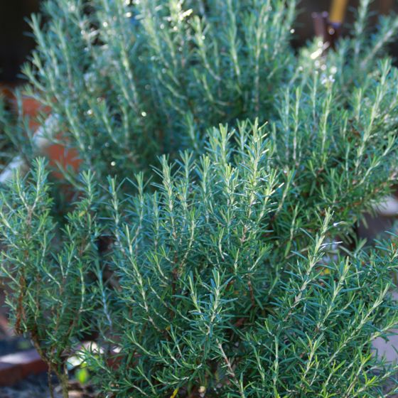 Tuscan Blue Rosemary Plant in bloom