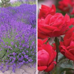 Lavender and Roses