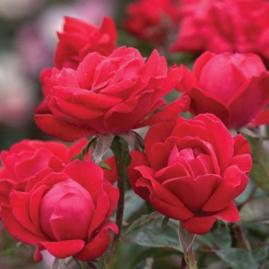 close up of red roses