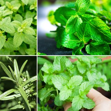 Collection of herbs for tea