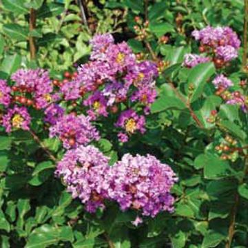Photo of New Orleans Purple Crape Myrtle Plant