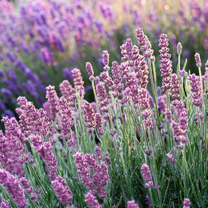 Names Of Bushes With Lavender Flowers 86 Best Types Of Flowers (With