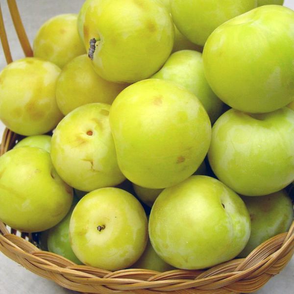 Basket of ripe green plums.