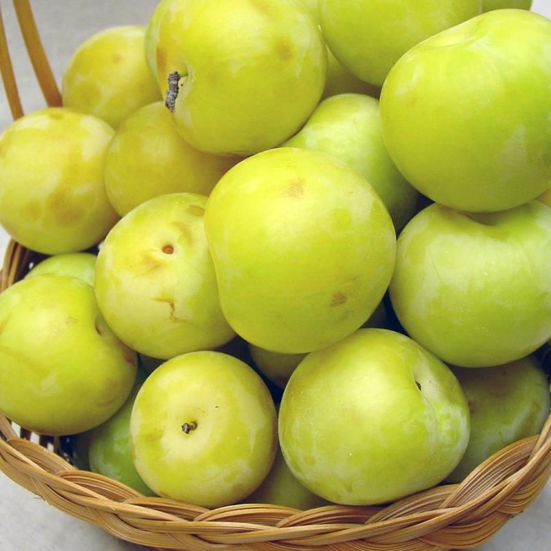 Green Gage Plum Tree
