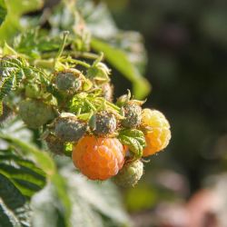 Ripe yellow raspberries.