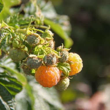 Photo of ripe yellow raspberries.