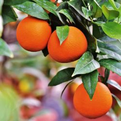 Ripe citrus fruit on the tree.