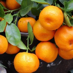 Ripe citrus fruit on the tree.