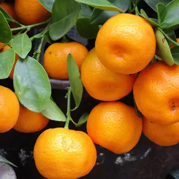 Ripe citrus fruit on the tree.