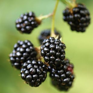 All Summer Long Blackberry Plant Collection - Stark Bro's