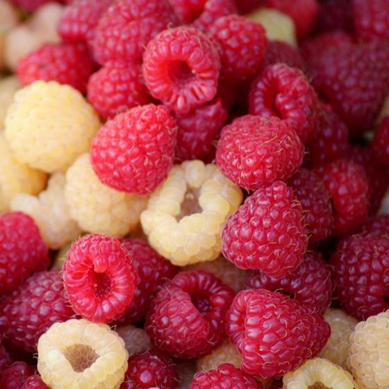 Red and yellow raspberries.